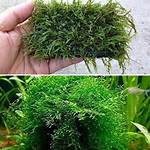 Is Java Moss Invasive