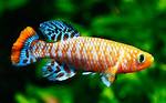 Is Killifish a Fish?