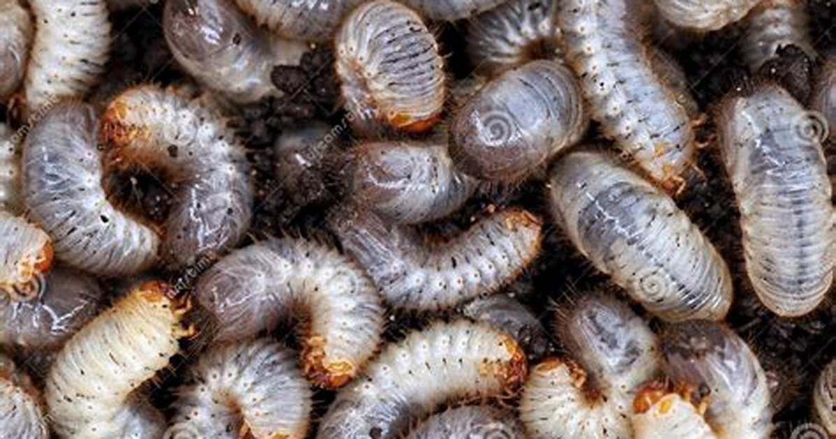 Is Larvae a Worm?