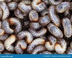 Is Larvae a Worm?