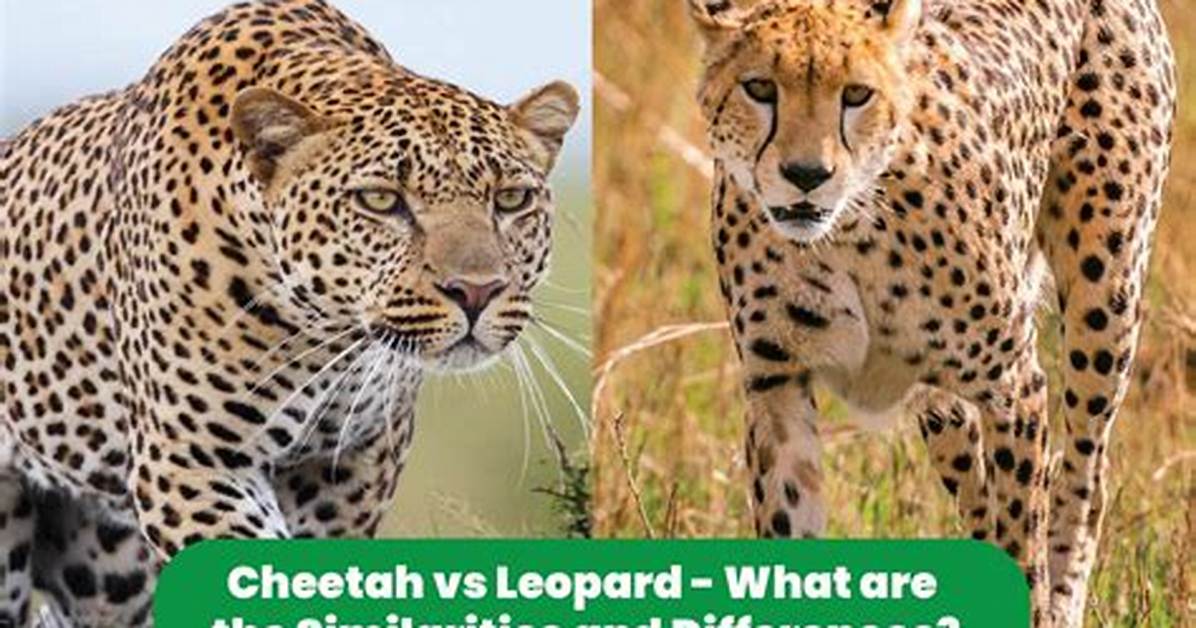 Is Leopard Same as Cheetah?