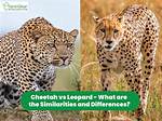 Is Leopard Same as Cheetah?
