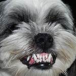 Is Lhasa Apso Aggressive?