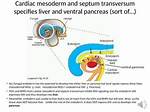 Is Liver Mesodermal in Origin?