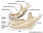 Is Mandibular Upper or Lower?