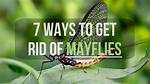Is Mayfly Bite Dangerous?