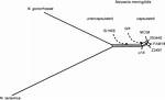 Is Meningococcal Encapsulated?