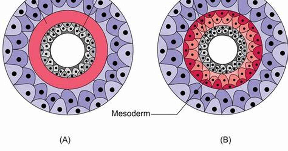 Is Mesoglea a Layer?