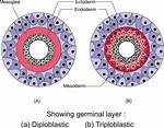 Is Mesoglea a Layer?