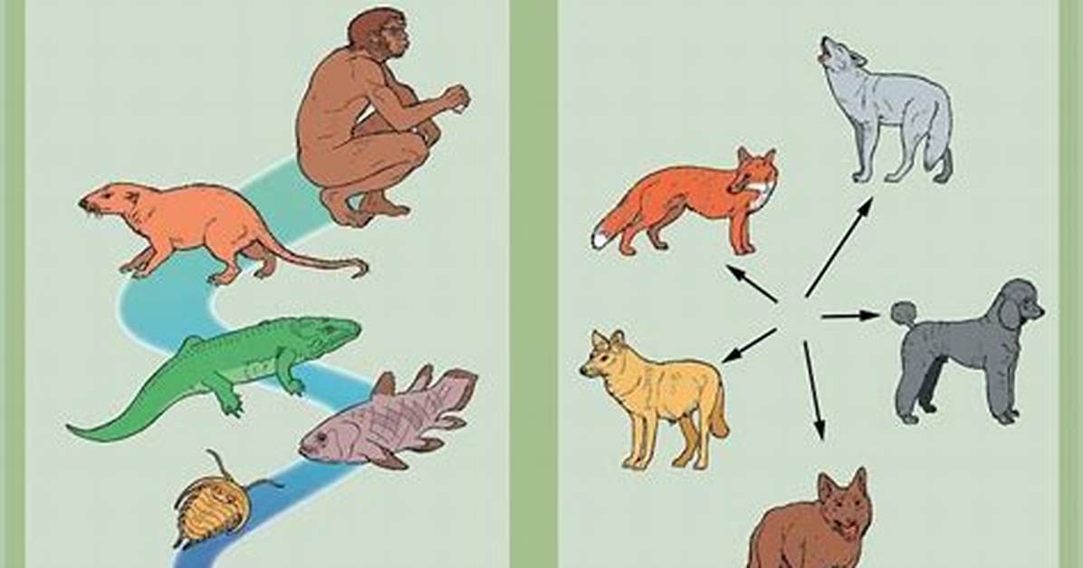 Is Microevolution Same as Speciation?