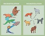 Is Microevolution Same as Speciation?