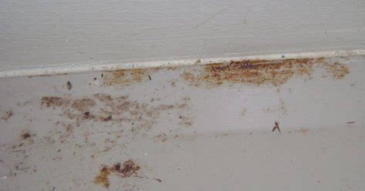 Is Mold Rust Colored?