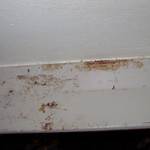 Is Mold Rust Colored?