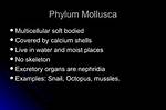 Is Mollusca Multicellular?