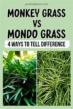Is Mondo Grass the Same as Monkey Grass?