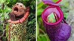 Is Monkey a Plant Eater?