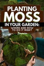 Is Moss Bad for Your Garden