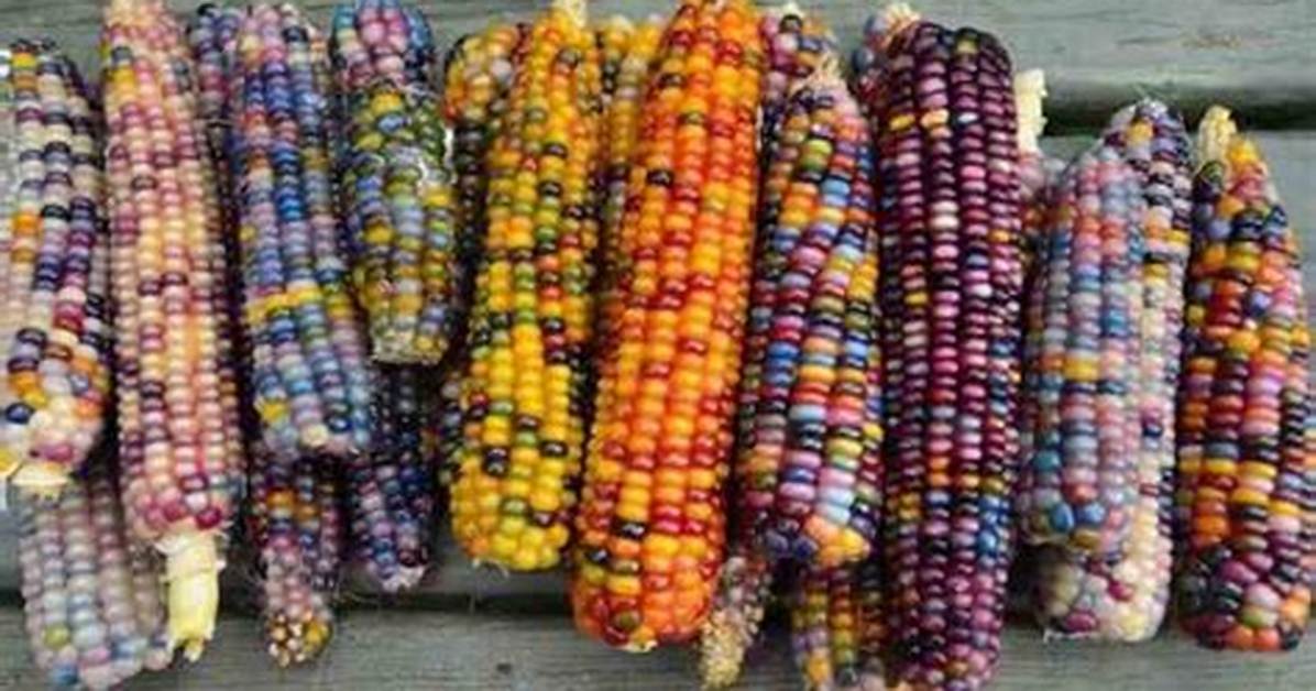 Is Multi Colored Corn Real?