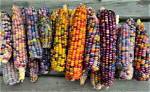 Is Multi Colored Corn Real?