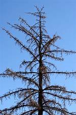 Is My Pine Tree Dead