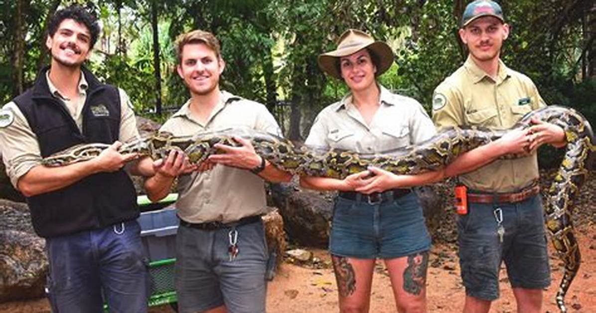 Is Nagini a Burmese Python?