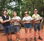 Is Nagini a Burmese Python?