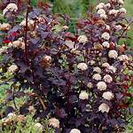 Is Ninebark Deciduous