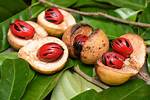 Is Nutmeg a Tree?