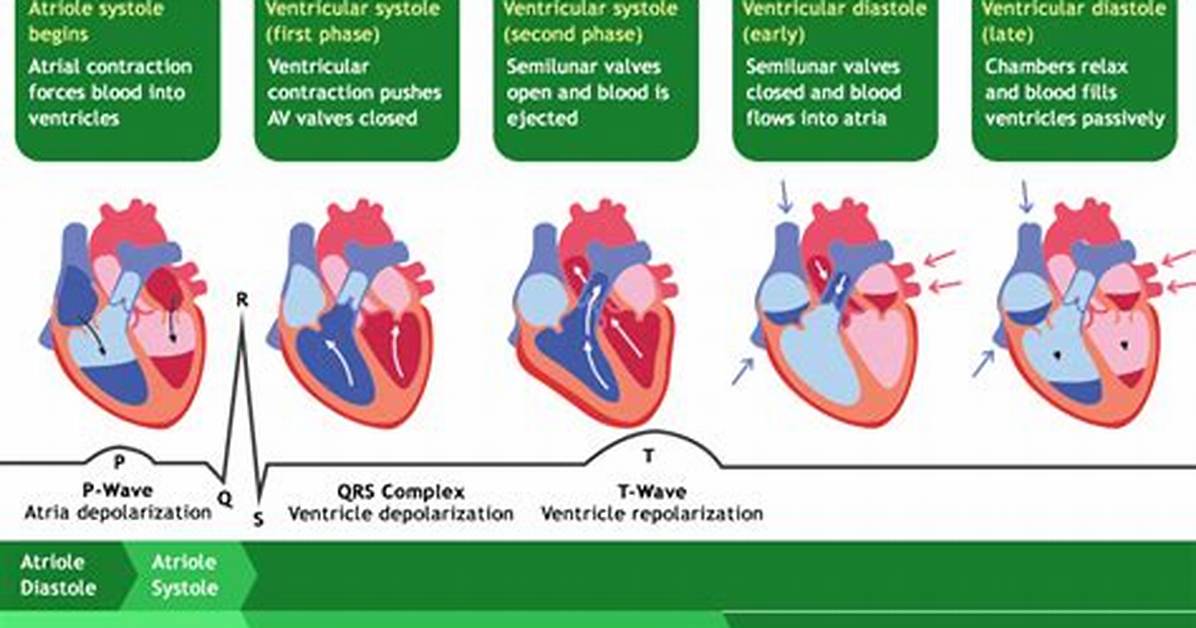 Is Occurring During Ventricular Ejection?