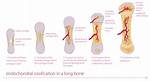 Is Ossification a Bone Formation?