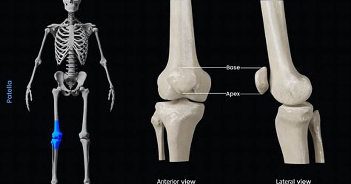Is Patella a Bone?