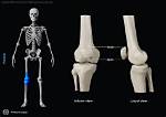 Is Patella a Bone?