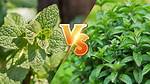 Is Peppermint the Same as Mint?