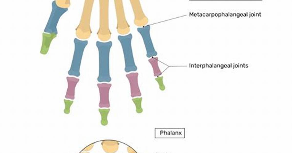 Is Phalanges a Flat Bone?