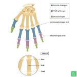 Is Phalanges a Flat Bone?
