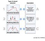 Is Phenotypes Natural Selection?