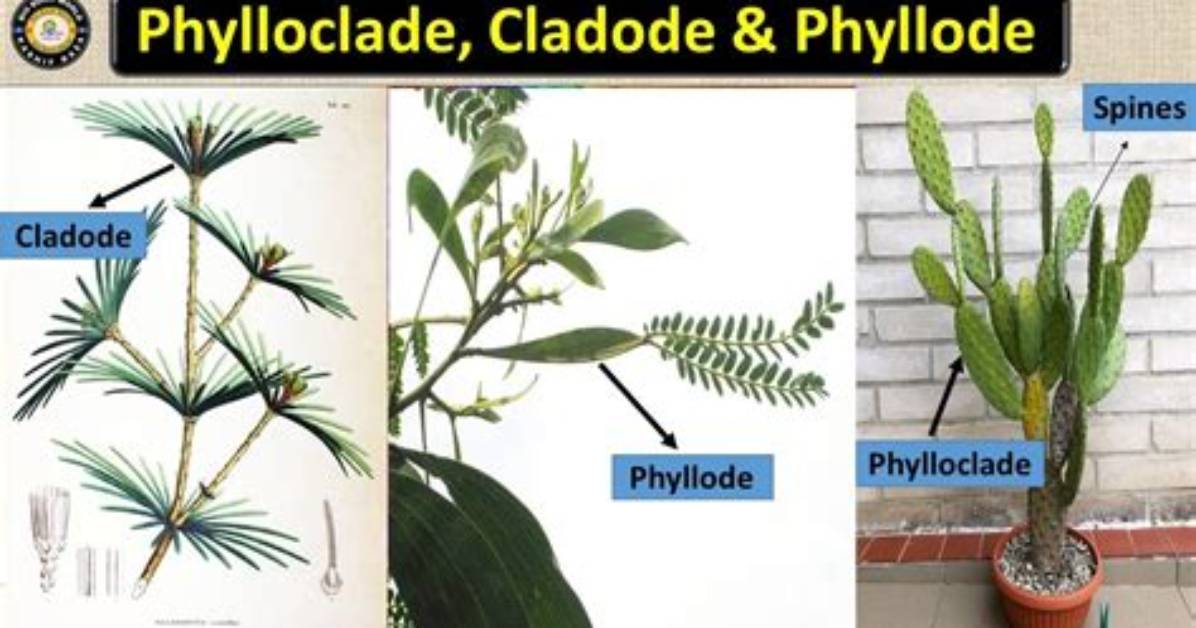 Is Phyllode a Cladode?