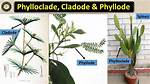 Is Phyllode a Cladode?