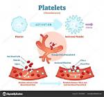 Is Platelets Decrease in Typhoid?
