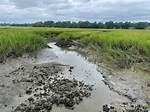 Is Pluff Mud Dangerous?