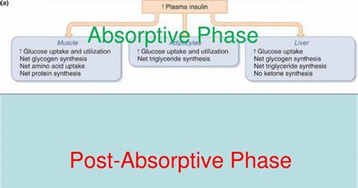 Is Post Absorptive Phase?