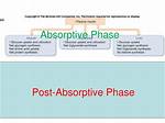 Is Post Absorptive Phase?