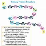 Is Primary Structure Protein?