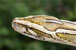 Is Pythons a Plural?