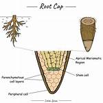 Is Root Cap Parenchymatous?