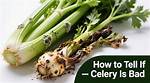 Is Rubbery Celery Bad?