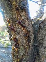 Is Sap Tree Bad? | Contextresponse. Com