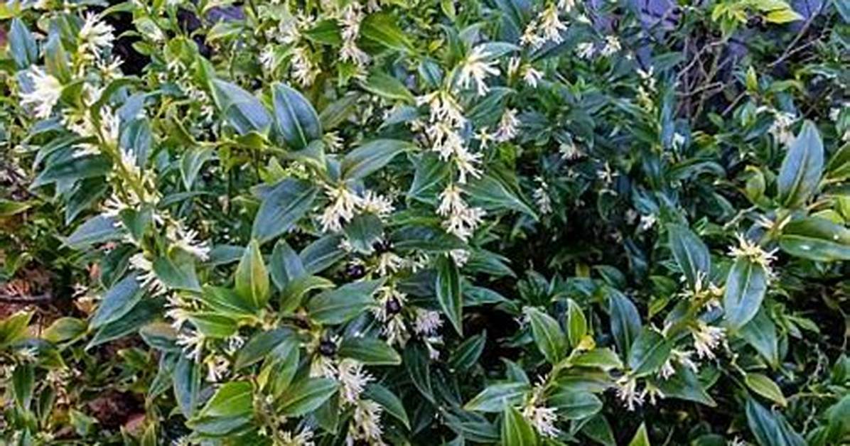 Is Sarcococca Deer Resistant?