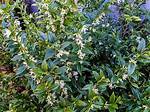 Is Sarcococca Deer Resistant?