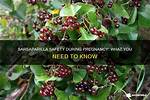 Is Sarsaparilla Safe While Pregnant?
